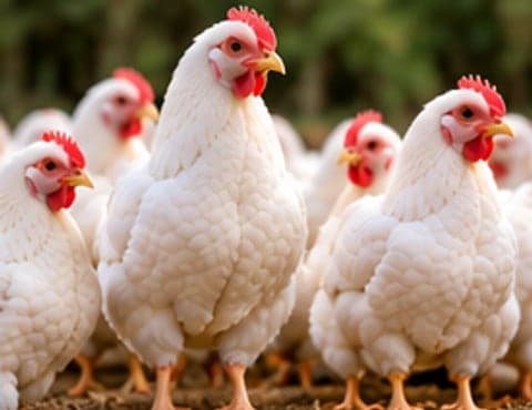 Uniform Flock