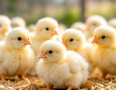 Day Old Broiler Chicks