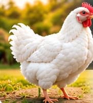 Broiler Birds