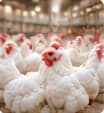 Broiler Birds